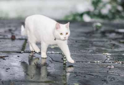 Portrait of cat standing on footpath