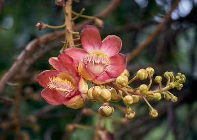 Close-up of pink flower buds