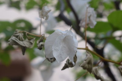 Close-up of white flower