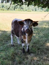 Portrait of cow standing on field