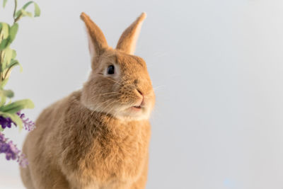 Close-up of a cat against white background