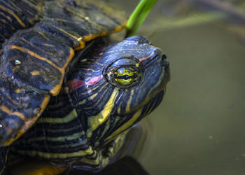 Close-up of turtle in a lake