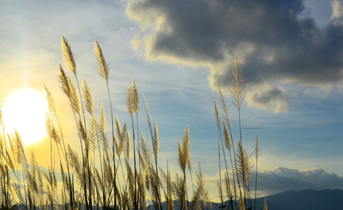 Close-up of fresh corn field against sky