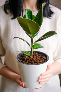 The girl holds in her hands a white pot with a ficus flower. decorative home plant. 