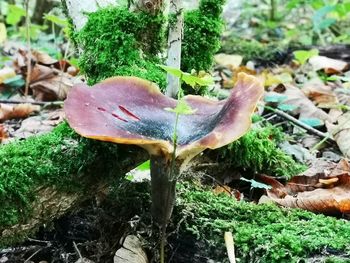 Close-up of mushroom growing on field