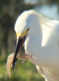 Close-up of white bird