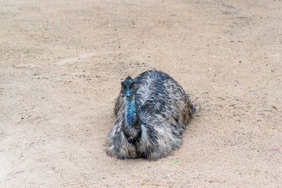 High angle view of bird on field