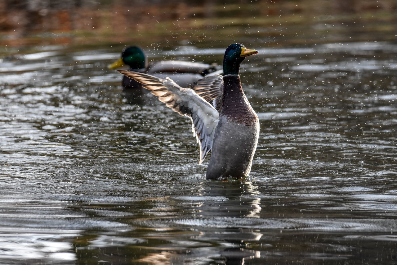 MALLARD DUCKS SWIMMING IN LAKE