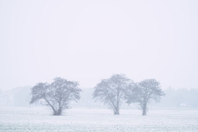 Trees on snow covered land against sky