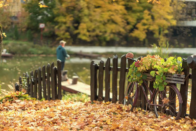 Plants and leaves on field in park during autumn