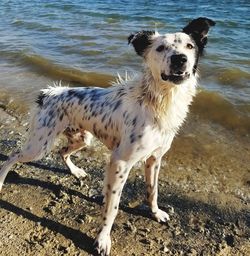 Dog on beach