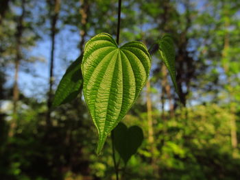 Close-up of fresh green leaves