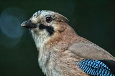 Close-up of a bird