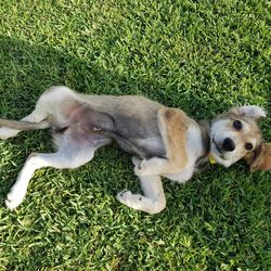 High angle view of dog on field