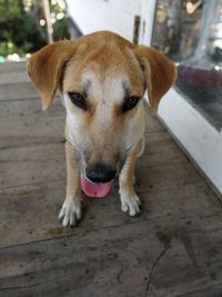 Close-up portrait of dog standing on floor