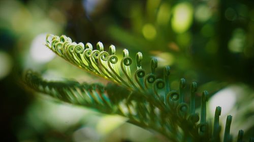 Close-up of fresh green plant