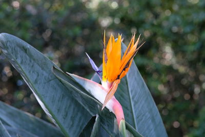 Close-up of orange flowering plant