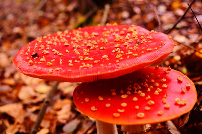 Close-up of fly agaric mushroom on field