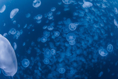 View of jellyfish in sea