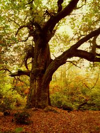 Tree in forest