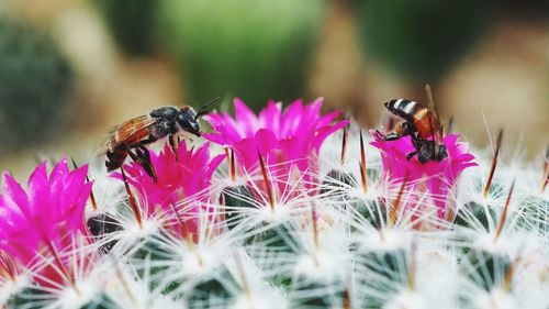 Close-up of bee on flower