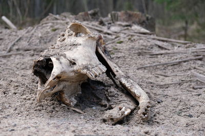 Close-up of animal skull on field