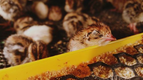 Close-up of bird eating food