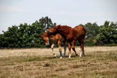 Brown horses on field against sky