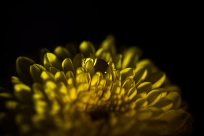 Close-up of yellow flower against black background