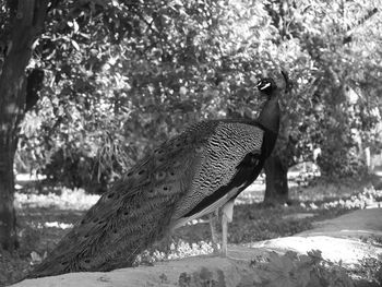 Close-up of bird on field