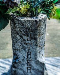 Close-up of potted plant on tree trunk