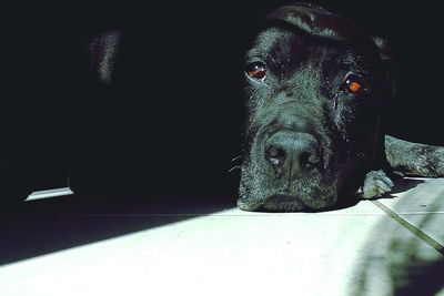 Close-up portrait of black dog