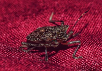 Close-up of insect on fabric