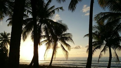 Silhouette of palm trees at sunset