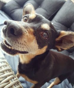 Close-up portrait of dog looking away