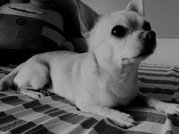 Close-up of dog lying on sofa