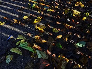 Close-up of dry autumn leaf