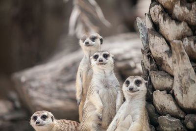 Meerkats in forest