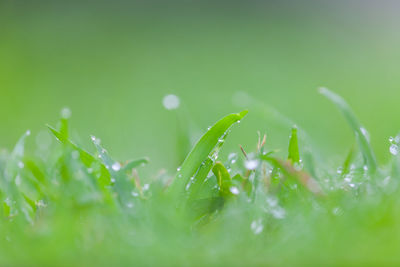 Close-up of wet plant leaves during rainy season