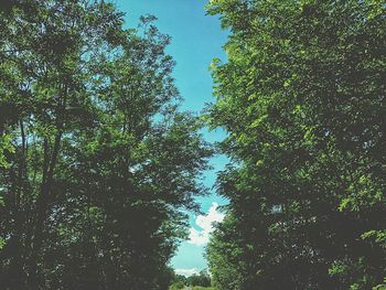 Low angle view of trees against clear sky