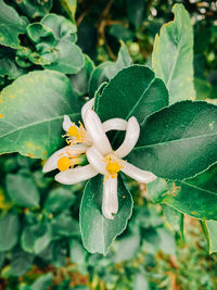 Close-up of flowering plant leaves