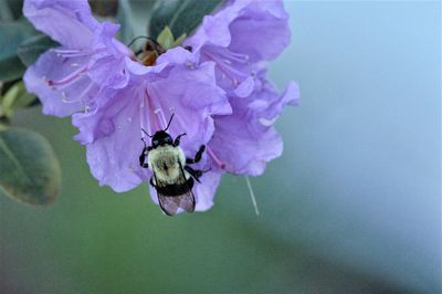 Close-up of insect on purple flower