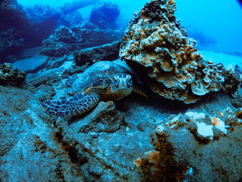 Fish swimming in sea