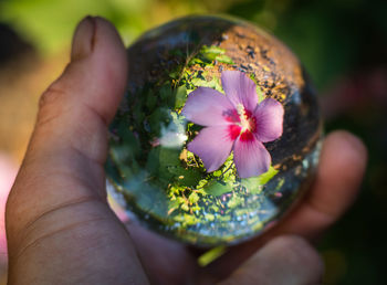 Close-up of hand holding purple flower