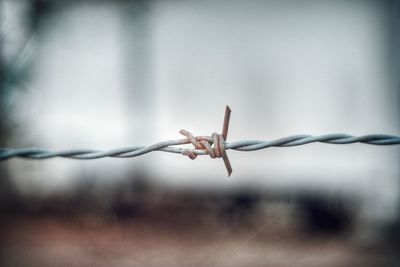 Close-up of barbed wire