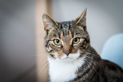 Close-up portrait of tabby cat