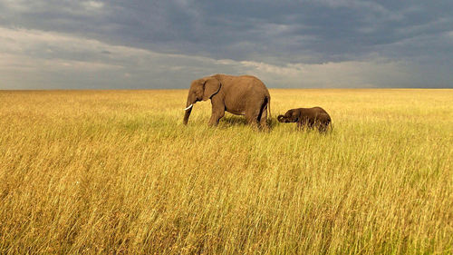 Elephants on grassy field against cloudy sky