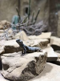 Close-up of lizard on rock