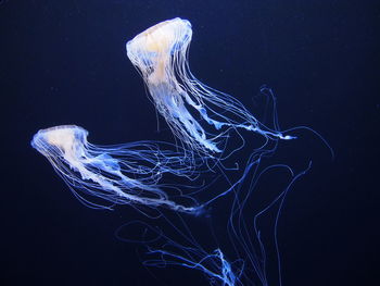 Close-up of jellyfish swimming in sea