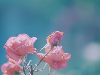 Close-up of flowers blooming outdoors